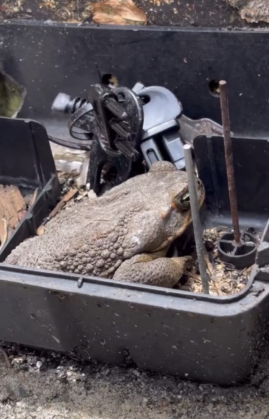 Control de reptiles — sapo capturado en trampa profesional