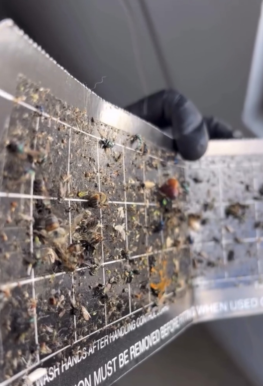 Trampa adhesiva con insectos capturados