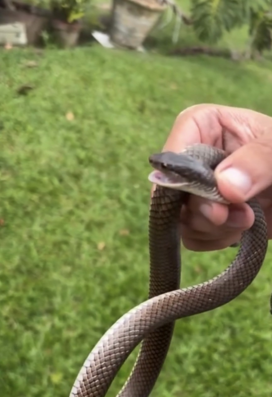 Remoción segura de serpiente